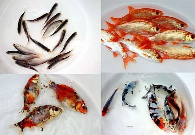 Výběr druhu ryb do jezírka, nákup, transport a vypouštění