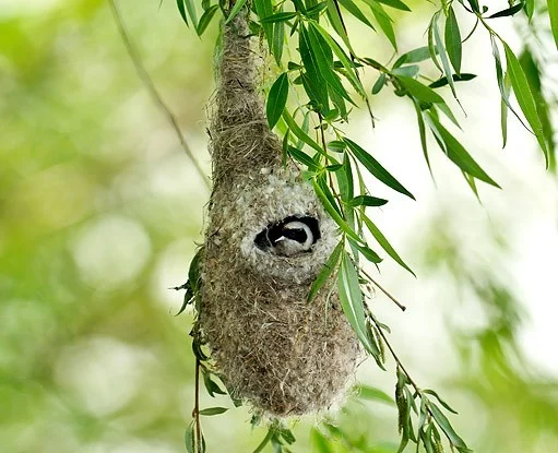 Ptačí hnízda