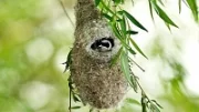 Ptačí hnízda