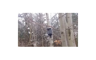 Ptačí budky pro puštíka obecného