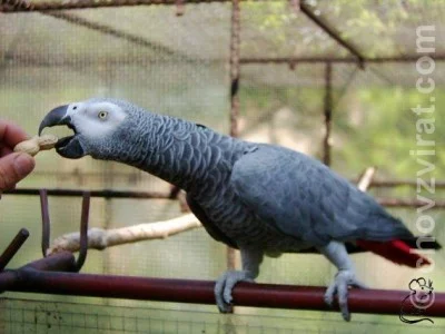 Papoušek šedý - žako - Psittacus erithacus