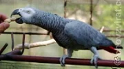 Papoušek šedý - žako - Psittacus erithacus