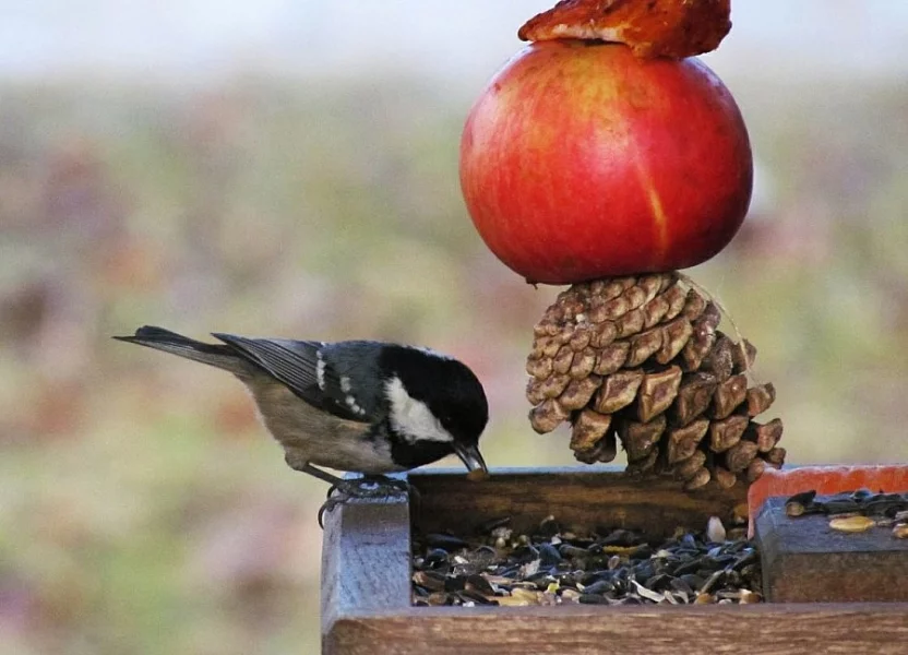 Čím přikrmovat ptáky v zimě