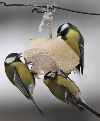 Čím přikrmovat ptáky v zimě