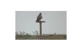 Stojany pro káně lesní