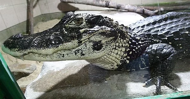 Krokodýlí zoologická zahrada Protivín