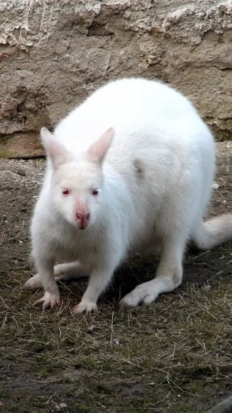 Zoologická zahrada Chleby