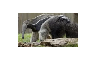 Úspěch české zoo. Ve Zlíně se narodil mravenečník velký