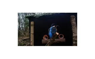Hnízdní kontejnery pro ledňáčky