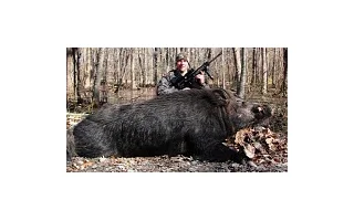 Byl uloven obrovský divočák o váze 227 kg