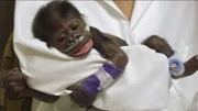 Gorilí mládě ohrožuje zápal plic
