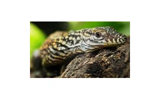 V pražské ZOO je mimořádně živo
