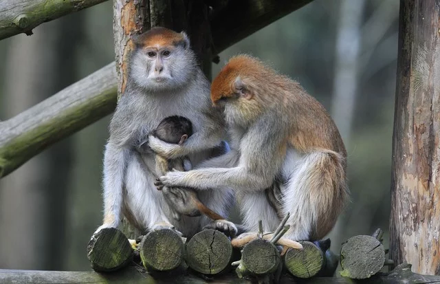 ZOO v Olomouci se rozrostla o dvě mláďata kočkodana husarského