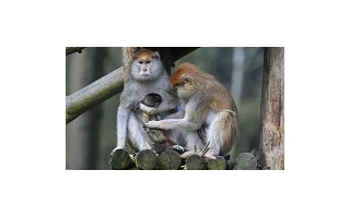 ZOO v Olomouci se rozrostla o dvě mláďata kočkodana husarského