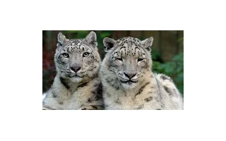 Levhart z jihlavské zoo odcestoval do Indie