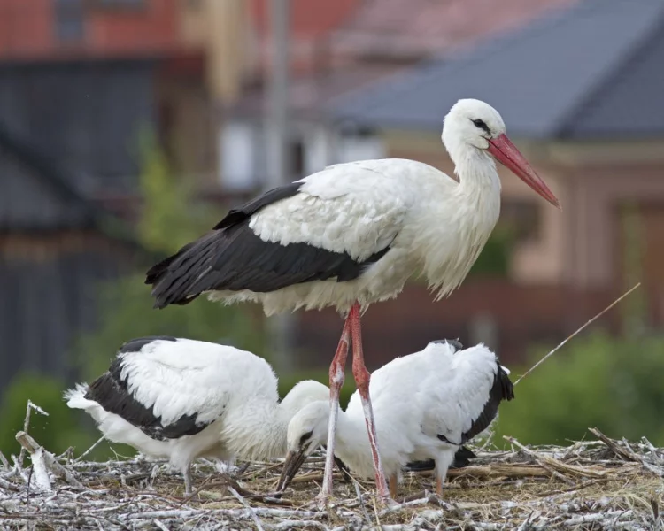 Víte jak trefí migrující ptáci ze zimoviště do Česka?