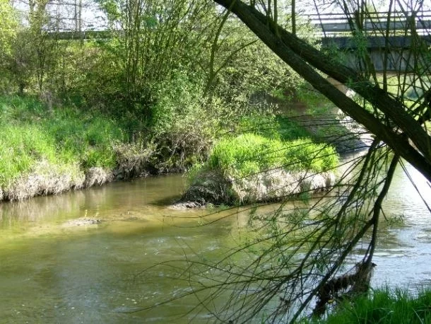 Na Českolipsko se vrací divoká zvířata: meandry Ploučnice (výskyt vydry a bobra)