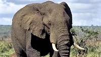 První máj se v ostravské zoo vydařil. Do sbírky na výzkum sloních nemocí přibyla pěkná částka!