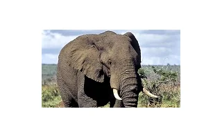 První máj se v ostravské zoo vydařil. Do sbírky na výzkum sloních nemocí přibyla pěkná částka!