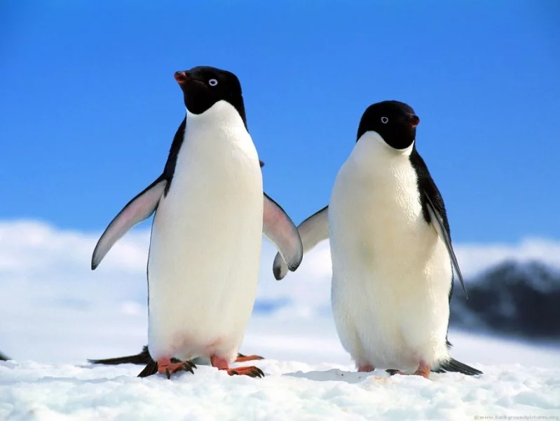 Na Antarktidě řádí ptačí chřipka mezi tučňáky