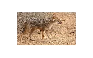 Na severu Moravy se poprvé objevil šakal