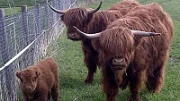 Po Brně běhala kráva skotského náhorního skotu, odchytli ji policisté