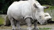 Experti se pokusí rozmnožit bílé nosorožce embryotransferem