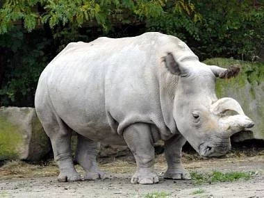 Experti se pokusí rozmnožit bílé nosorožce embryotransferem