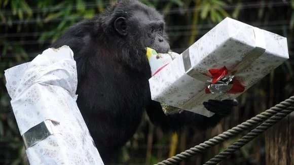 Vánoce si užila i zvířata v ZOO