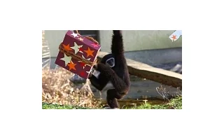 Vánoce si užila i zvířata v ZOO