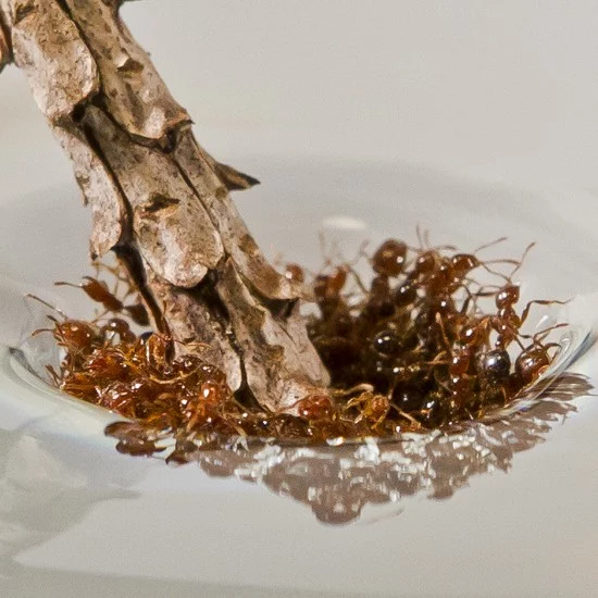Dobrodružní mravenci si stavějí důmyslné vory