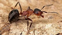 Mravenci a jejich podivuhodný svět