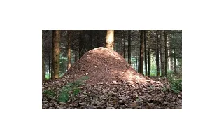 Rok v mraveništi