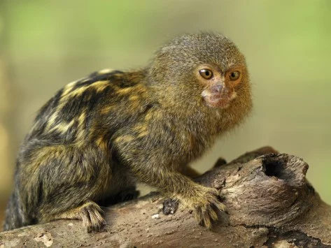 Kosman zakrslý patří mezi nejčastěji chované druhy opic mezi soukromými chovateli