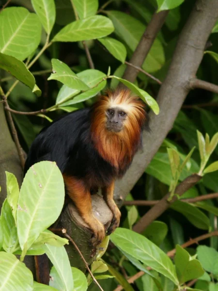 Opice z rodu lvíček (Leontopithecus) patří k oblíbeným druhům