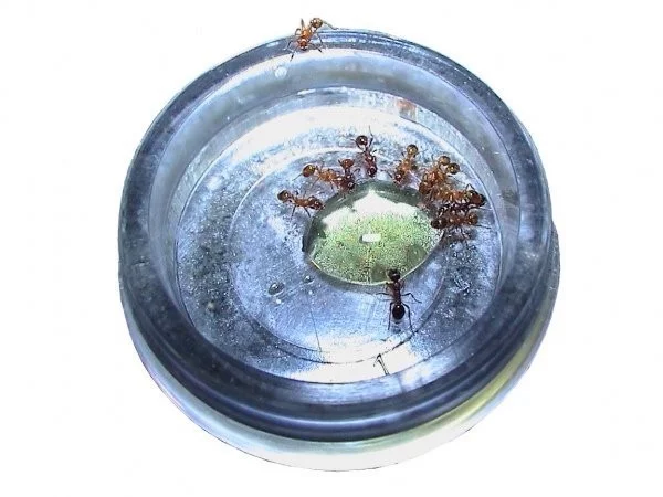 Čím krmit mravence v různé fázi vývoje?