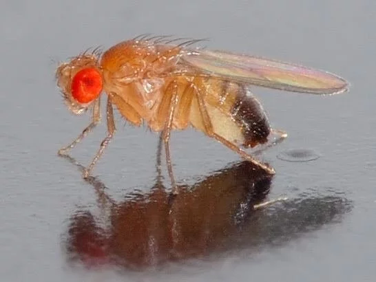 Čím krmit mravence v různé fázi vývoje?