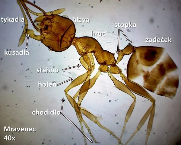 Popsaná anatomie mravence a jeho fyzické schopnosti