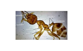 Popsaná anatomie mravence a jeho fyzické schopnosti