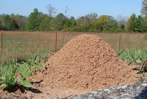 Vznik a typy hnízd mravenců