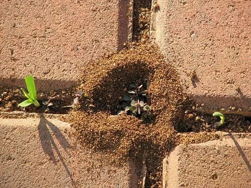 Vznik a typy hnízd mravenců