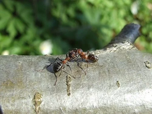 Komunikace mravenců