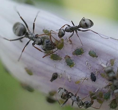 Symbióza mravenců s jinými druhy hmyzu, vítanými i nevítanými