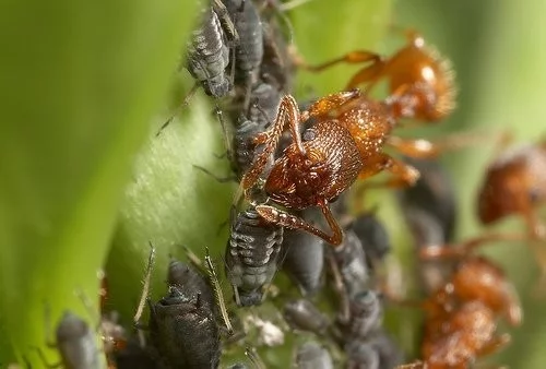 Symbióza mravenců s jinými druhy hmyzu, vítanými i nevítanými