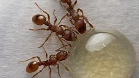 Potrava mravenců