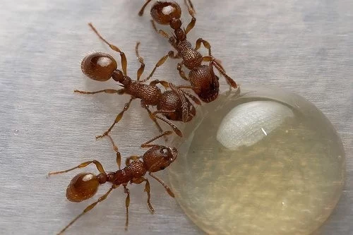 Potrava mravenců