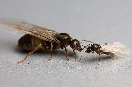 Rozmnožování mravenců