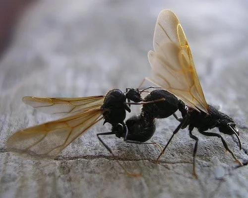Rozmnožování mravenců