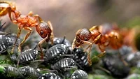 Mravenci a jejich užitečnost, či škodlivost. Spotřeba biomasy