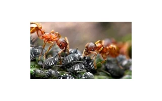 Mravenci a jejich užitečnost, či škodlivost. Spotřeba biomasy